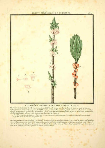 Reproducción/Reproduction 6049521535: Herbier de la France. 1-48. Paris,Chez l'auteur, Didot, Debure, Belin,1780-93