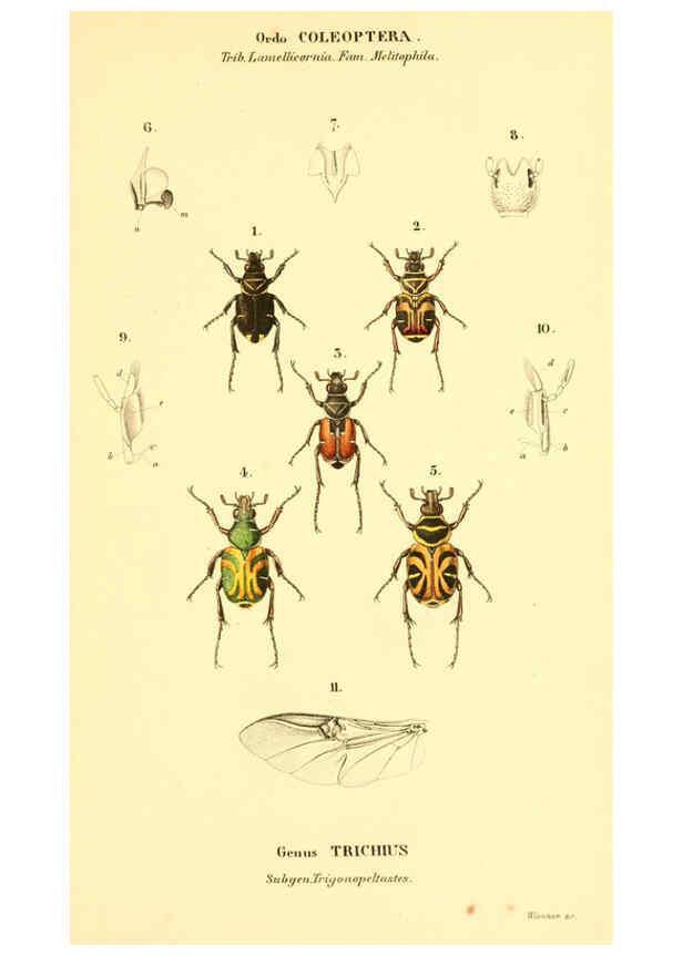 Reproducción/Reproduction 6049885244: Genera quædam insectorum. Iconibus illustravit et descripsit Hermannus Burmeister ... Volumen I. continet tabulas XL. Berlini,sumtibus A. Burmeister,1838-46