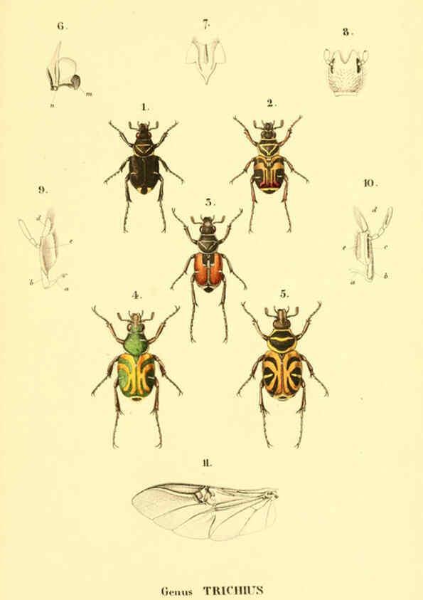 Reproducción/Reproduction 6049885244: Genera quædam insectorum. Iconibus illustravit et descripsit Hermannus Burmeister ... Volumen I. continet tabulas XL. Berlini,sumtibus A. Burmeister,1838-46