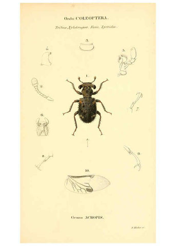 Reproducción/Reproduction 6049882340: Genera quædam insectorum. Iconibus illustravit et descripsit Hermannus Burmeister ... Volumen I. continet tabulas XL. Berlini,sumtibus A. Burmeister,1838-46
