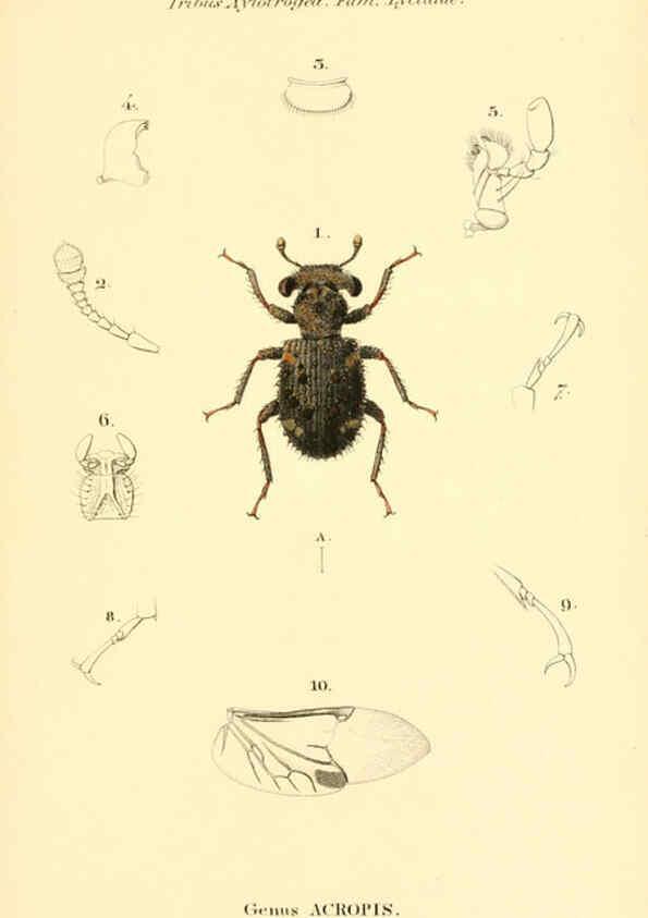 Reproducción/Reproduction 6049882340: Genera quædam insectorum. Iconibus illustravit et descripsit Hermannus Burmeister ... Volumen I. continet tabulas XL. Berlini,sumtibus A. Burmeister,1838-46