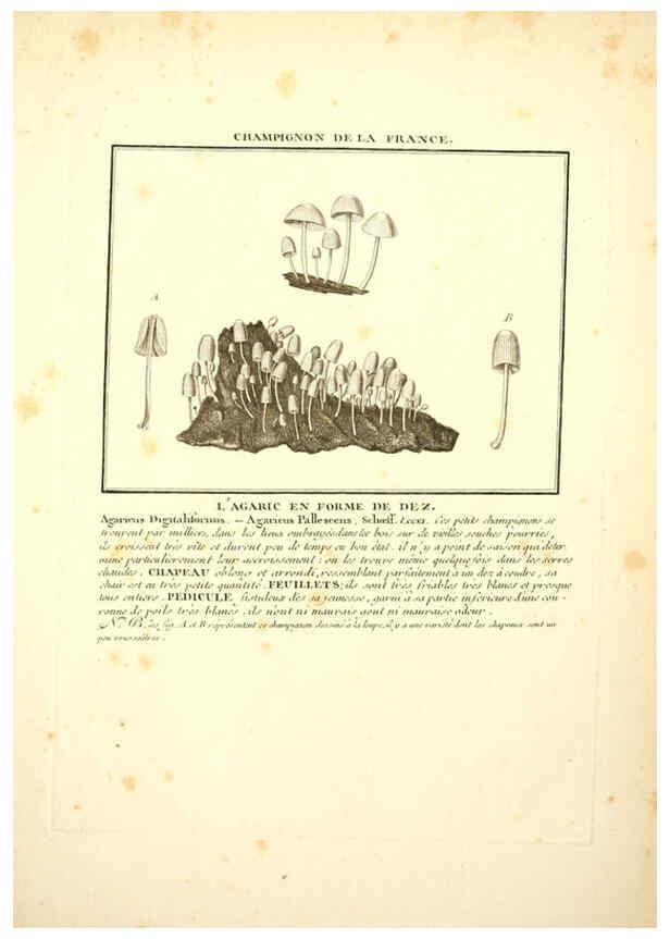 Reproducción/Reproduction 6049528543: Herbier de la France. 1-48. Paris,Chez l'auteur, Didot, Debure, Belin,1780-93
