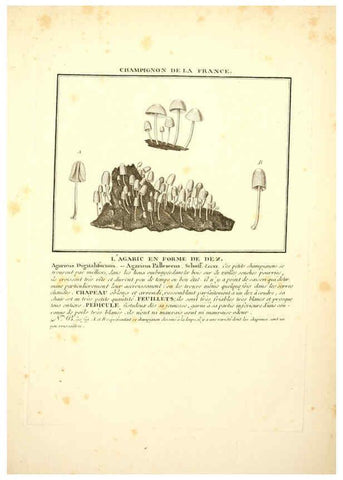 Reproducción/Reproduction 6049528543: Herbier de la France. 1-48. Paris,Chez l'auteur, Didot, Debure, Belin,1780-93