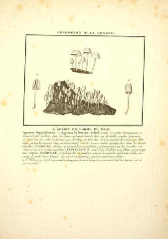 Reproducción/Reproduction 6049528543: Herbier de la France. 1-48. Paris,Chez l'auteur, Didot, Debure, Belin,1780-93