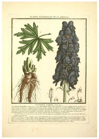 Reproducción/Reproduction 6050089964: Herbier de la France. 1-48. Paris,Chez l'auteur, Didot, Debure, Belin,1780-93