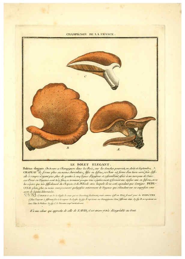 Reproducción/Reproduction 6050090474: Herbier de la France. 1-48. Paris,Chez l'auteur, Didot, Debure, Belin,1780-93