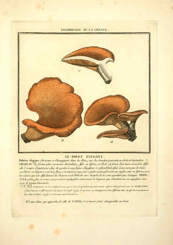 Reproducción/Reproduction 6050090474: Herbier de la France. 1-48. Paris,Chez l'auteur, Didot, Debure, Belin,1780-93