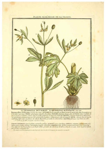 Reproducción/Reproduction 6050090698: Herbier de la France. 1-48. Paris,Chez l'auteur, Didot, Debure, Belin,1780-93