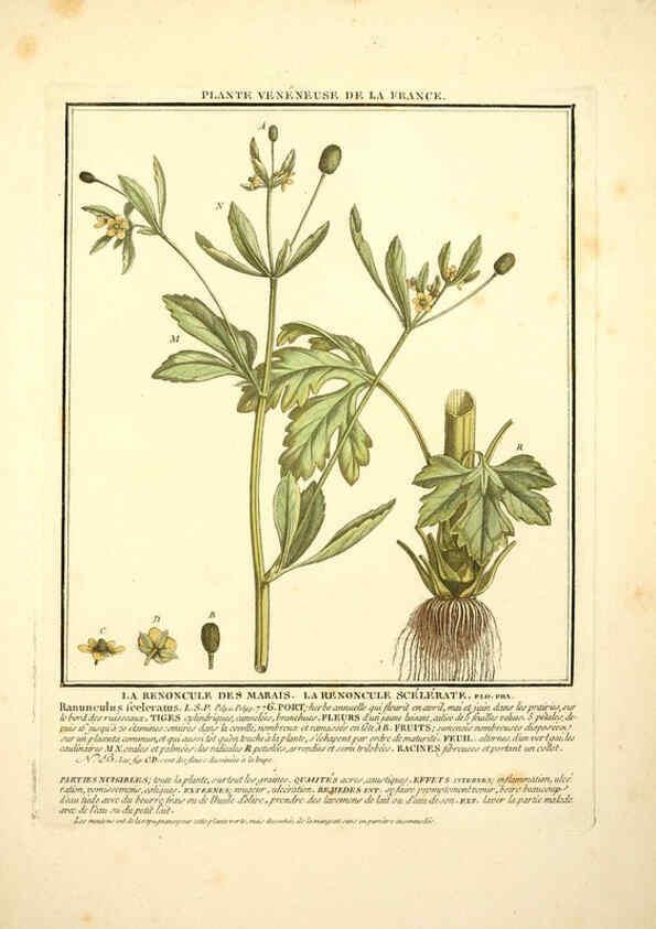 Reproducción/Reproduction 6050090698: Herbier de la France. 1-48. Paris,Chez l'auteur, Didot, Debure, Belin,1780-93