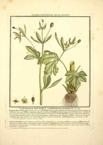 Reproducción/Reproduction 6050090698: Herbier de la France. 1-48. Paris,Chez l'auteur, Didot, Debure, Belin,1780-93