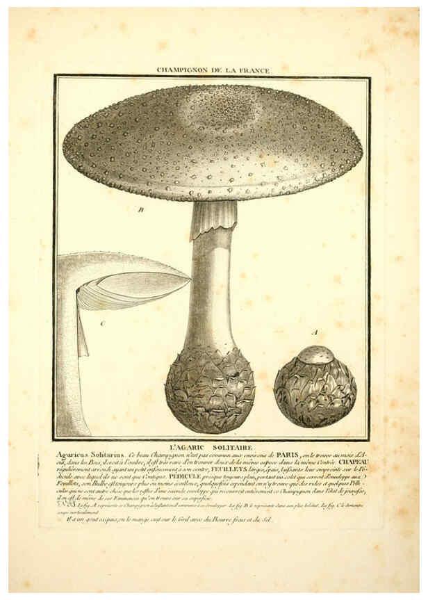Reproducción/Reproduction 6050090936: Herbier de la France. 1-48. Paris,Chez l'auteur, Didot, Debure, Belin,1780-93