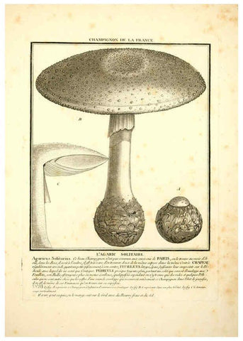 Reproducción/Reproduction 6050090936: Herbier de la France. 1-48. Paris,Chez l'auteur, Didot, Debure, Belin,1780-93