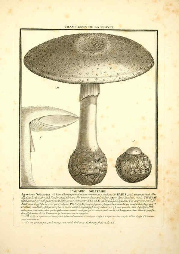 Reproducción/Reproduction 6050090936: Herbier de la France. 1-48. Paris,Chez l'auteur, Didot, Debure, Belin,1780-93