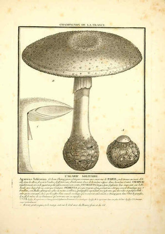Reproducción/Reproduction 6050090936: Herbier de la France. 1-48. Paris,Chez l'auteur, Didot, Debure, Belin,1780-93