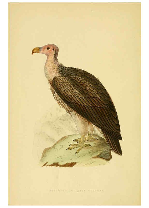Reproducción/Reproduction 6050319446: A history of the birds of Europe, not observed in the British Isles. v.1 London :G. Bell & Sons,1875-1876