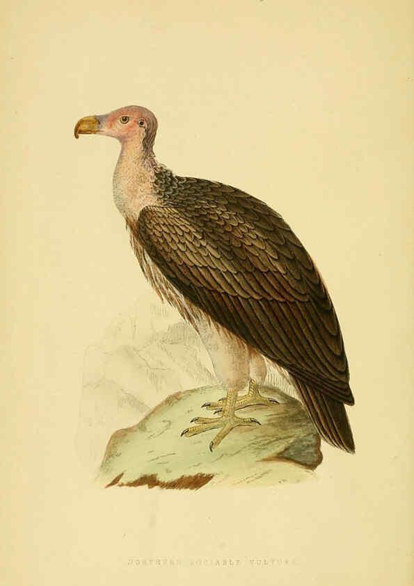 Reproducción/Reproduction 6050319446: A history of the birds of Europe, not observed in the British Isles. v.1 London :G. Bell & Sons,1875-1876