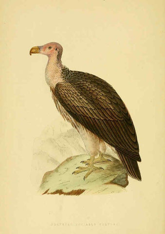 Reproducción/Reproduction 6050319446: A history of the birds of Europe, not observed in the British Isles. v.1 London :G. Bell & Sons,1875-1876