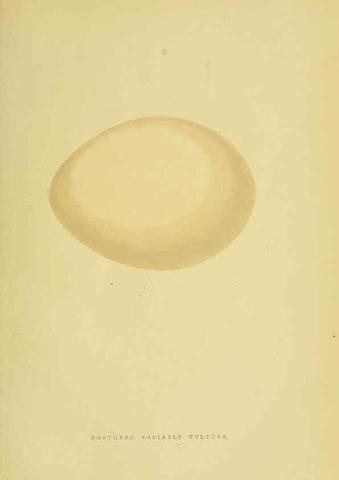 Reproducción/Reproduction 6050319656: A history of the birds of Europe, not observed in the British Isles. v.1 London :G. Bell & Sons,1875-1876