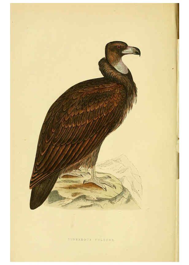 Reproducción/Reproduction 6050320002: A history of the birds of Europe, not observed in the British Isles. v.1 London :G. Bell & Sons,1875-1876