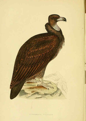 Reproducción/Reproduction 6050320002: A history of the birds of Europe, not observed in the British Isles. v.1 London :G. Bell & Sons,1875-1876