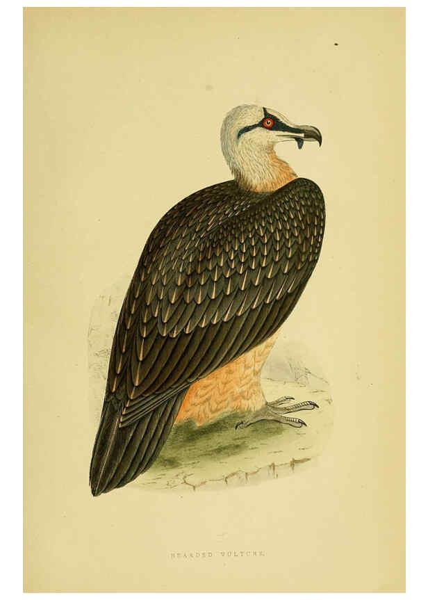 Reproducción/Reproduction 6049768545: A history of the birds of Europe, not observed in the British Isles. v.1 London :G. Bell & Sons,1875-1876