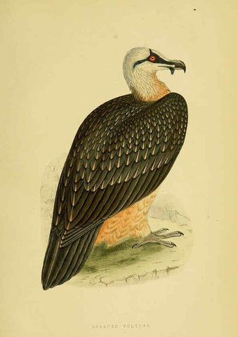 Reproducción/Reproduction 6049768545: A history of the birds of Europe, not observed in the British Isles. v.1 London :G. Bell & Sons,1875-1876