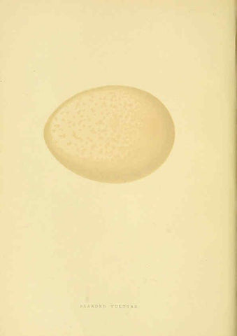 Reproducción/Reproduction 6049768847: A history of the birds of Europe, not observed in the British Isles. v.1 London :G. Bell & Sons,1875-1876