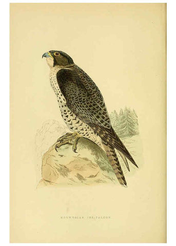Reproducción/Reproduction 6049769181: A history of the birds of Europe, not observed in the British Isles. v.1 London :G. Bell & Sons,1875-1876