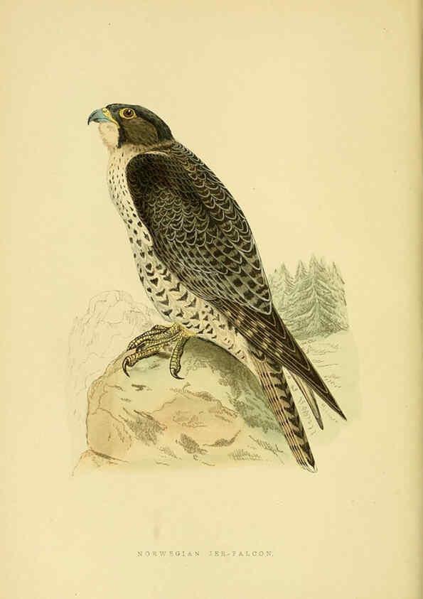 Reproducción/Reproduction 6049769181: A history of the birds of Europe, not observed in the British Isles. v.1 London :G. Bell & Sons,1875-1876