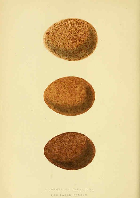 Reproducción/Reproduction 6049769421: A history of the birds of Europe, not observed in the British Isles. v.1 London :G. Bell & Sons,1875-1876