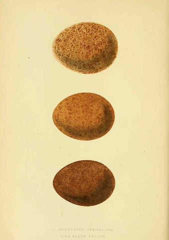 Reproducción/Reproduction 6049769421: A history of the birds of Europe, not observed in the British Isles. v.1 London :G. Bell & Sons,1875-1876