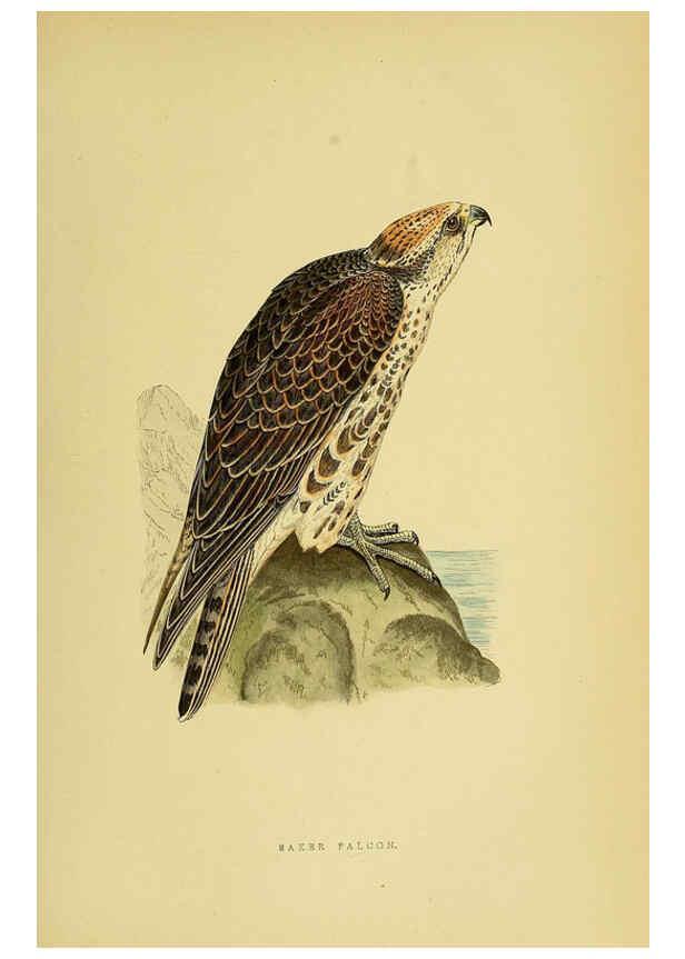 Reproducción/Reproduction 6049769661: A history of the birds of Europe, not observed in the British Isles. v.1 London :G. Bell & Sons,1875-1876