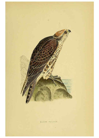 Reproducción/Reproduction 6049769661: A history of the birds of Europe, not observed in the British Isles. v.1 London :G. Bell & Sons,1875-1876
