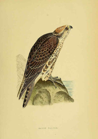 Reproducción/Reproduction 6049769661: A history of the birds of Europe, not observed in the British Isles. v.1 London :G. Bell & Sons,1875-1876