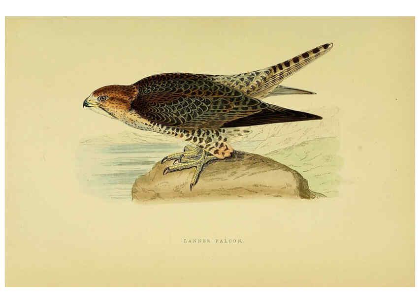 Reproducción/Reproduction 6050321660: A history of the birds of Europe, not observed in the British Isles. v.1 London :G. Bell & Sons,1875-1876