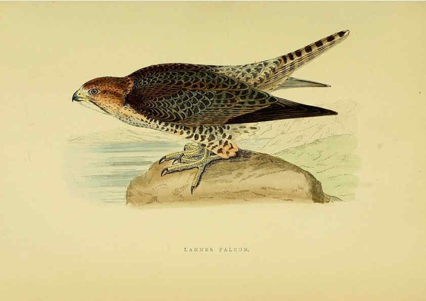 Reproducción/Reproduction 6050321660: A history of the birds of Europe, not observed in the British Isles. v.1 London :G. Bell & Sons,1875-1876