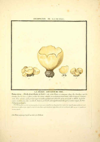 Reproducción/Reproduction 6049537073: Herbier de la France. 1-48. Paris,Chez l'auteur, Didot, Debure, Belin,1780-93