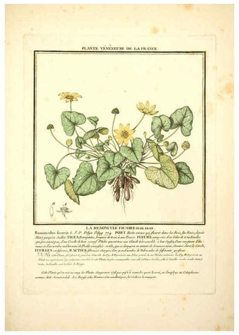 Reproducción/Reproduction 6050089060: Herbier de la France. 1-48. Paris,Chez l'auteur, Didot, Debure, Belin,1780-93