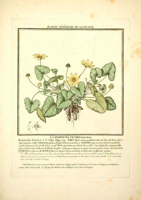 Reproducción/Reproduction 6050089060: Herbier de la France. 1-48. Paris,Chez l'auteur, Didot, Debure, Belin,1780-93