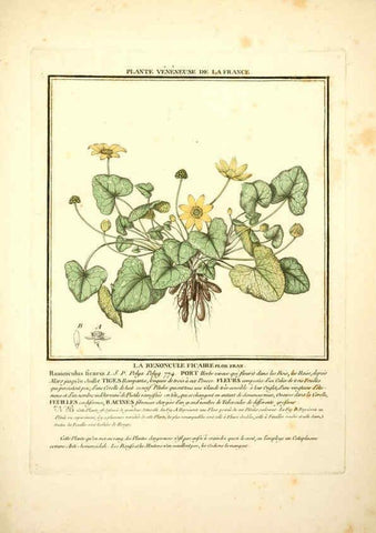 Reproducción/Reproduction 6050089060: Herbier de la France. 1-48. Paris,Chez l'auteur, Didot, Debure, Belin,1780-93