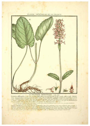 Reproducción/Reproduction 6050088588: Herbier de la France. 1-48. Paris,Chez l'auteur, Didot, Debure, Belin,1780-93