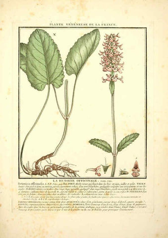 Reproducción/Reproduction 6050088588: Herbier de la France. 1-48. Paris,Chez l'auteur, Didot, Debure, Belin,1780-93