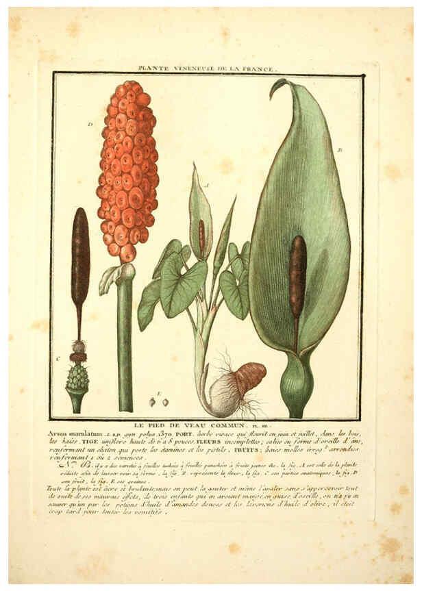 Reproducción/Reproduction 6049529593: Herbier de la France. 1-48. Paris,Chez l'auteur, Didot, Debure, Belin,1780-93