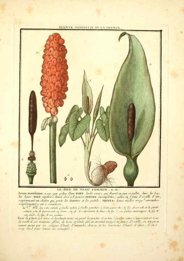 Reproducción/Reproduction 6049529593: Herbier de la France. 1-48. Paris,Chez l'auteur, Didot, Debure, Belin,1780-93