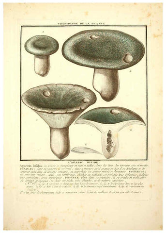 Reproducción/Reproduction 6049529949: Herbier de la France. 1-48. Paris,Chez l'auteur, Didot, Debure, Belin,1780-93