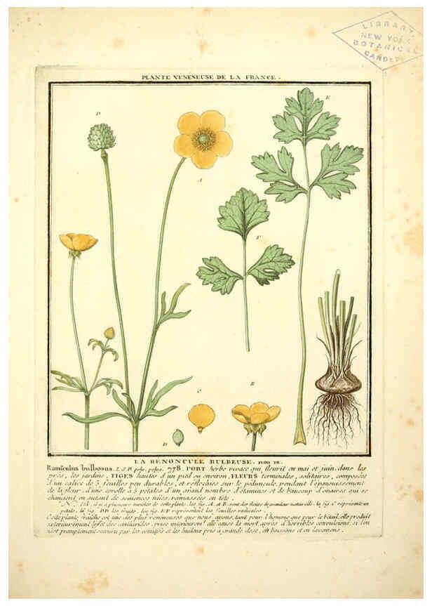 Reproducción/Reproduction 6050082654: Herbier de la France. 1-48. Paris,Chez l'auteur, Didot, Debure, Belin,1780-93