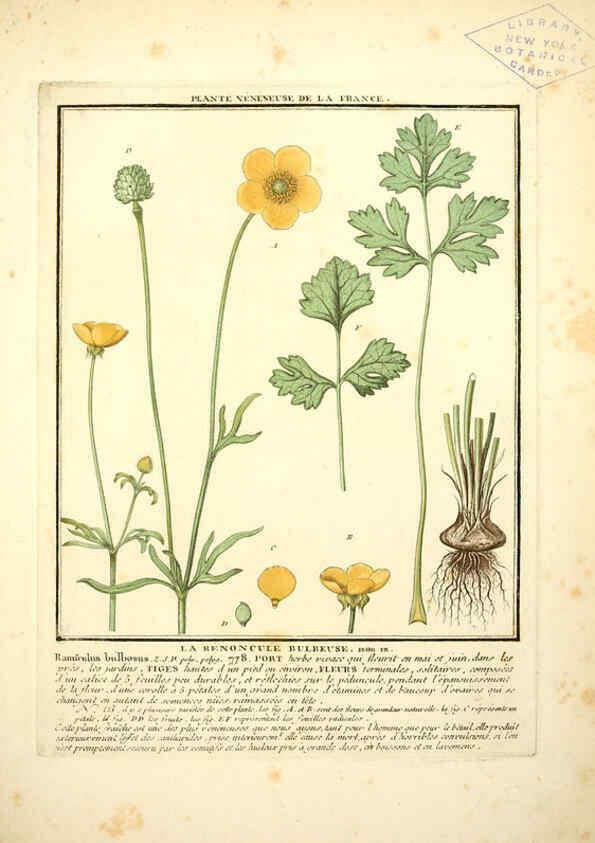 Reproducción/Reproduction 6050082654: Herbier de la France. 1-48. Paris,Chez l'auteur, Didot, Debure, Belin,1780-93