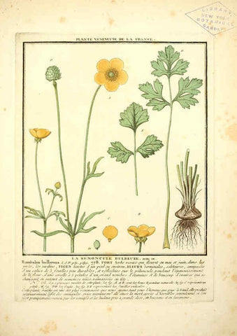 Reproducción/Reproduction 6050082654: Herbier de la France. 1-48. Paris,Chez l'auteur, Didot, Debure, Belin,1780-93