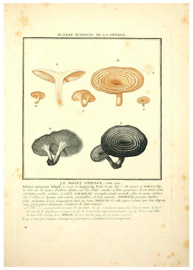 Reproducción/Reproduction 6049530495: Herbier de la France. 1-48. Paris,Chez l'auteur, Didot, Debure, Belin,1780-93