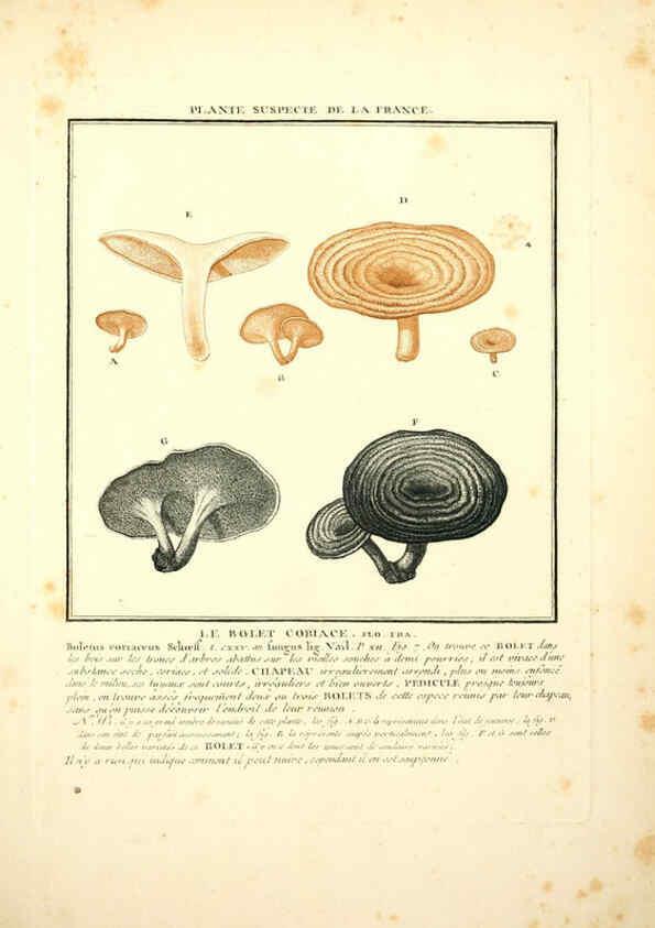 Reproducción/Reproduction 6049530495: Herbier de la France. 1-48. Paris,Chez l'auteur, Didot, Debure, Belin,1780-93